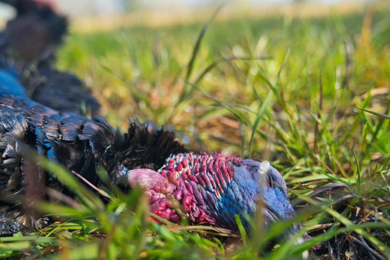 Are Turkey Numbers Down?