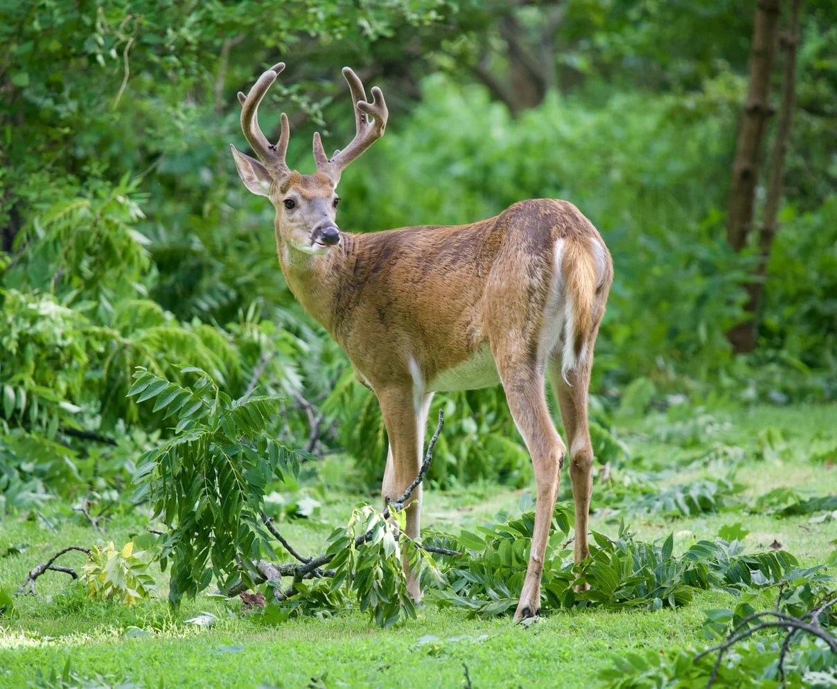 5 Tips for Deer Hunting the Southeast