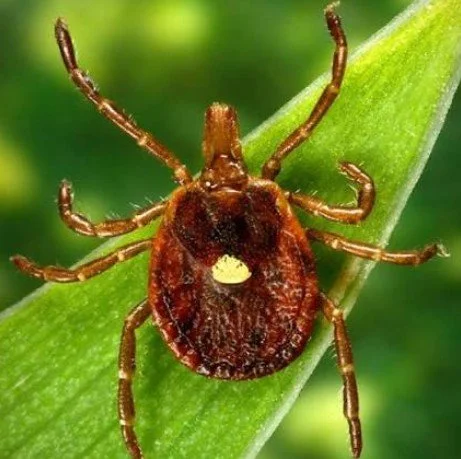 Ticks: The Hunter’s Hidden Enemy