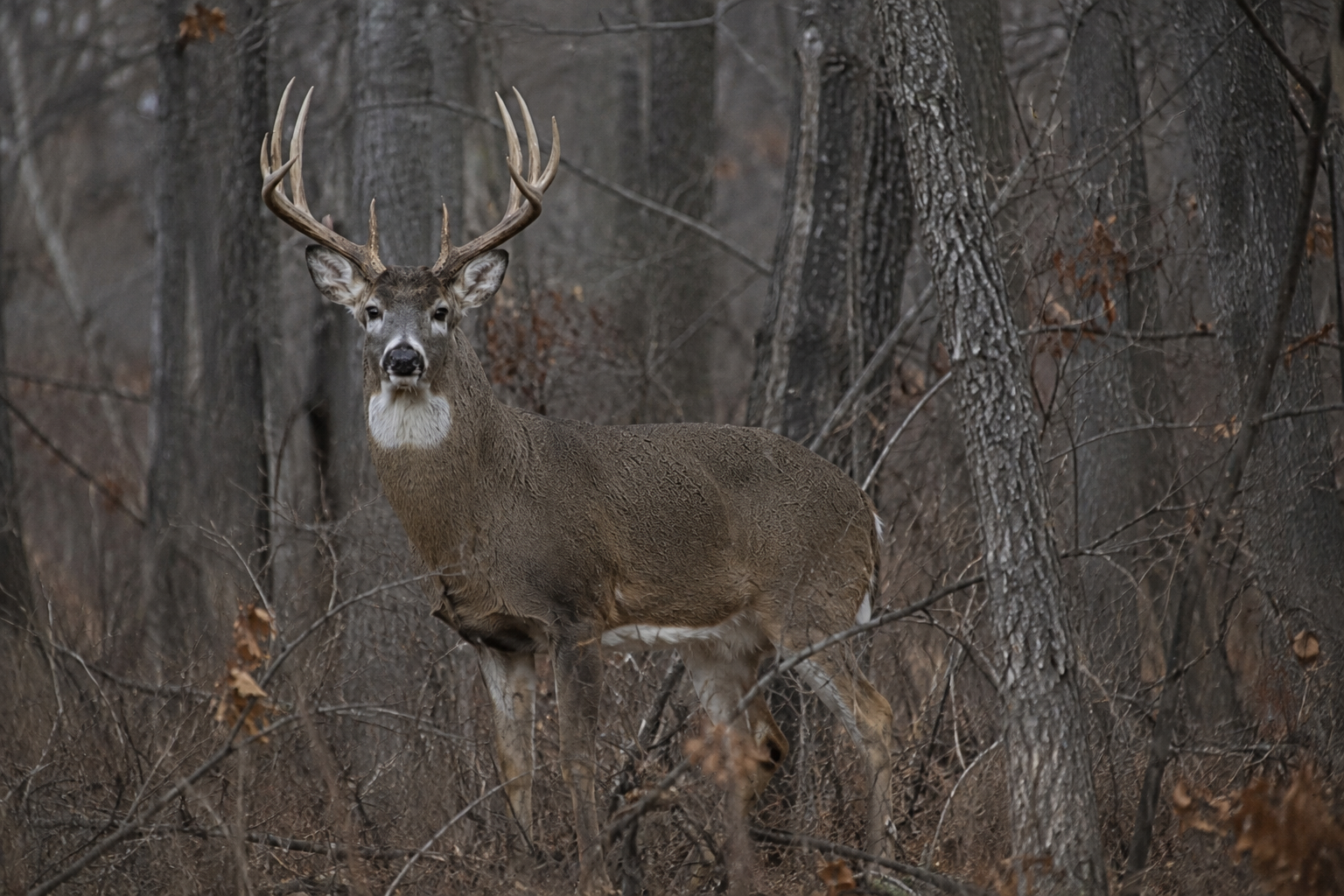 The Last Dance: Do Mature Bucks Have One Final Rut?