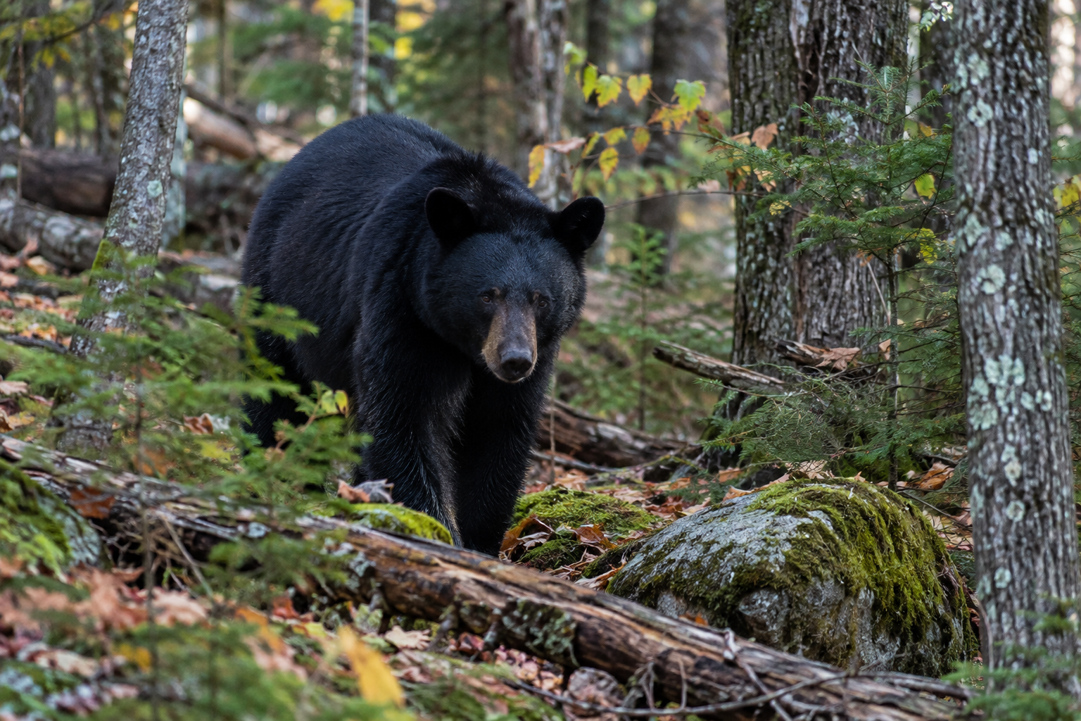 Before October Comes: Interpreting Bear Movement