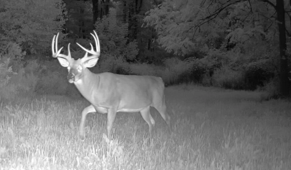 Trail Cams: The Other Side of the Lens