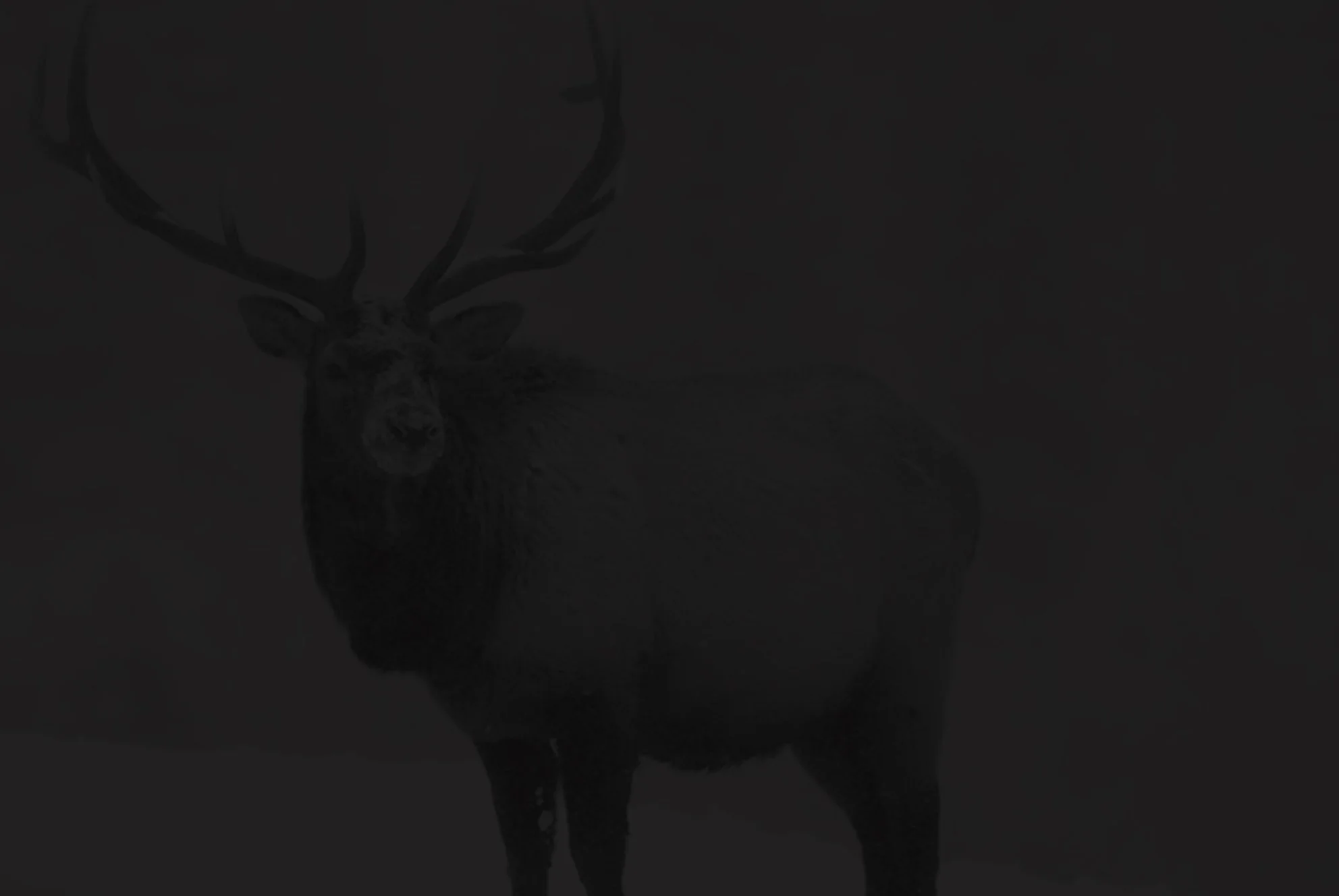 BLACK-elk.jpg