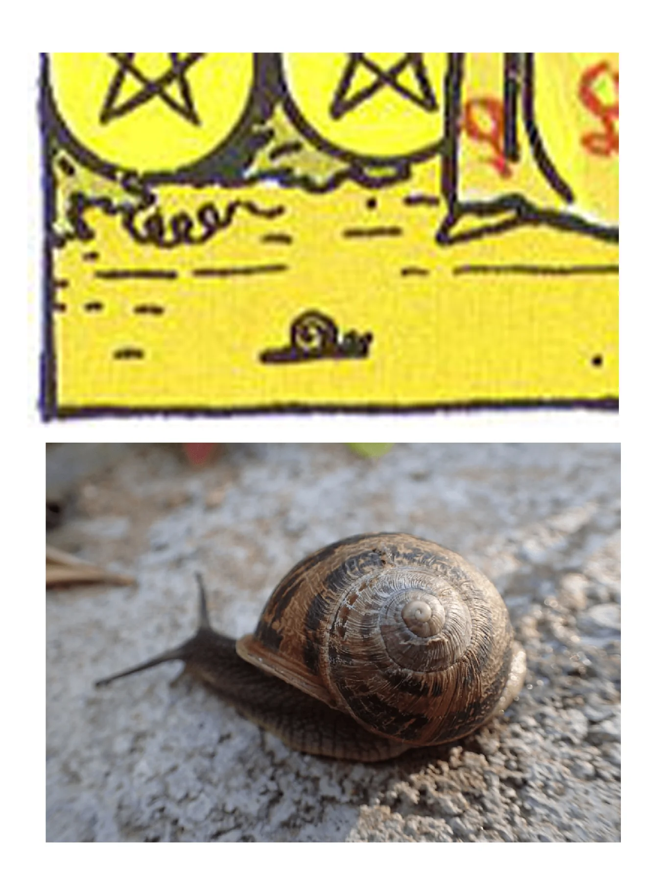 Much has been made of the snail on the 9 of Pentacles, which Marcus Katz and Tali Goodwin suggest is a symbol for self-sufficiency. Personally I’m always reminded of Jeremy the lonely left-twisting snail, whose idiosyncratic spiral kept him from finding a mate.