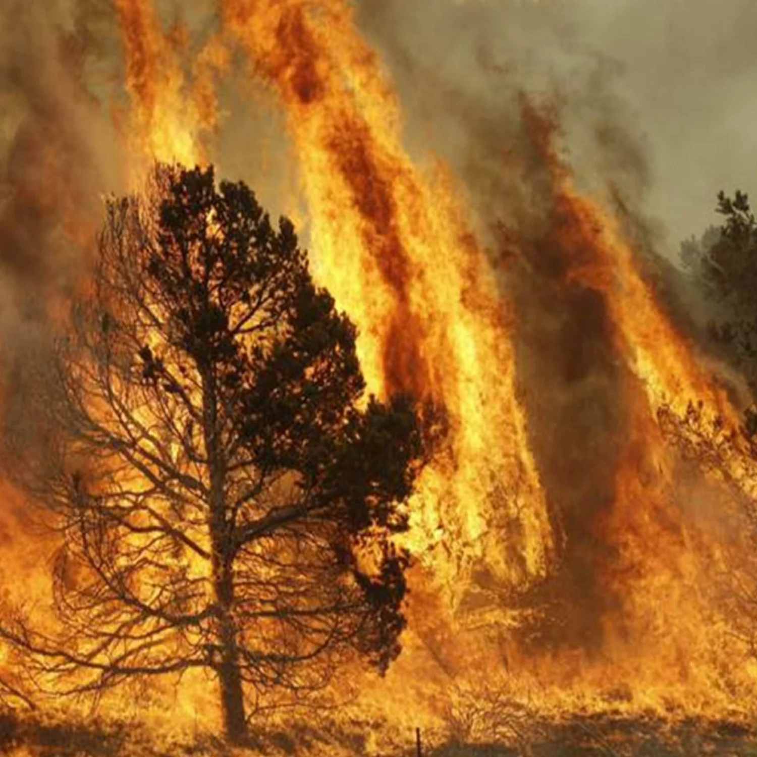 fire wind.jpg