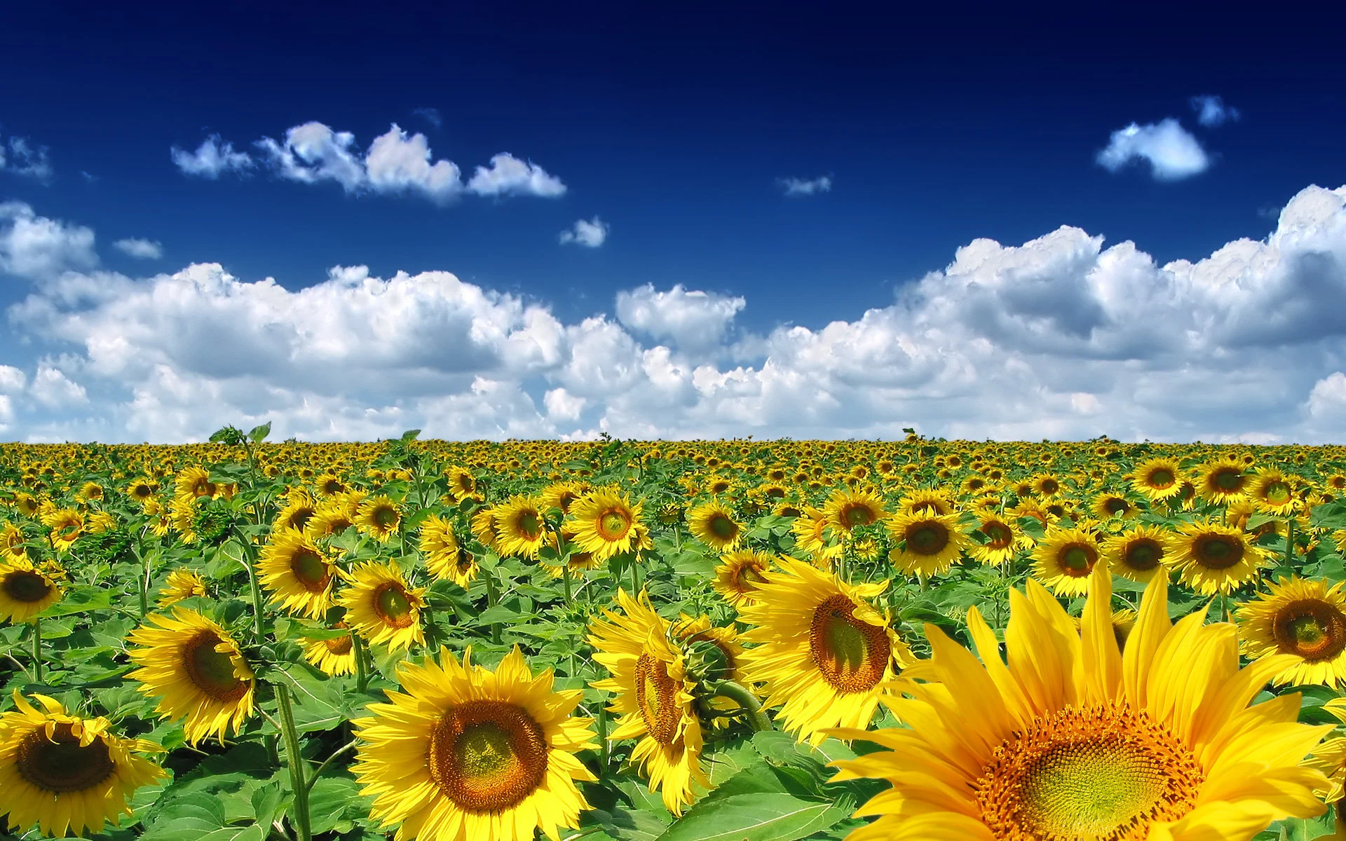 summer-wallpaper-1.jpg