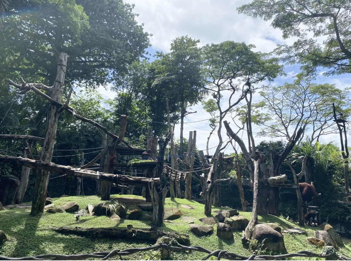 Singapore Series: Singapore Zoo
