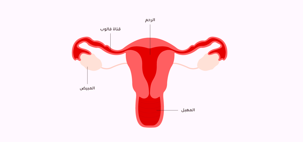 070818ovulation-web.png