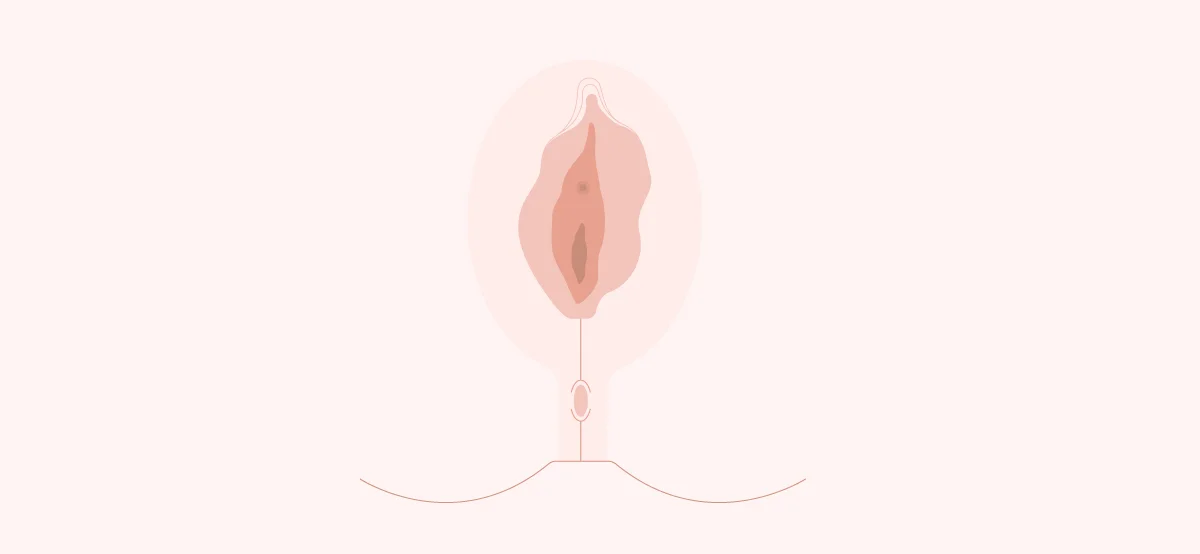 260518vaginal_anatomy-web.jpg