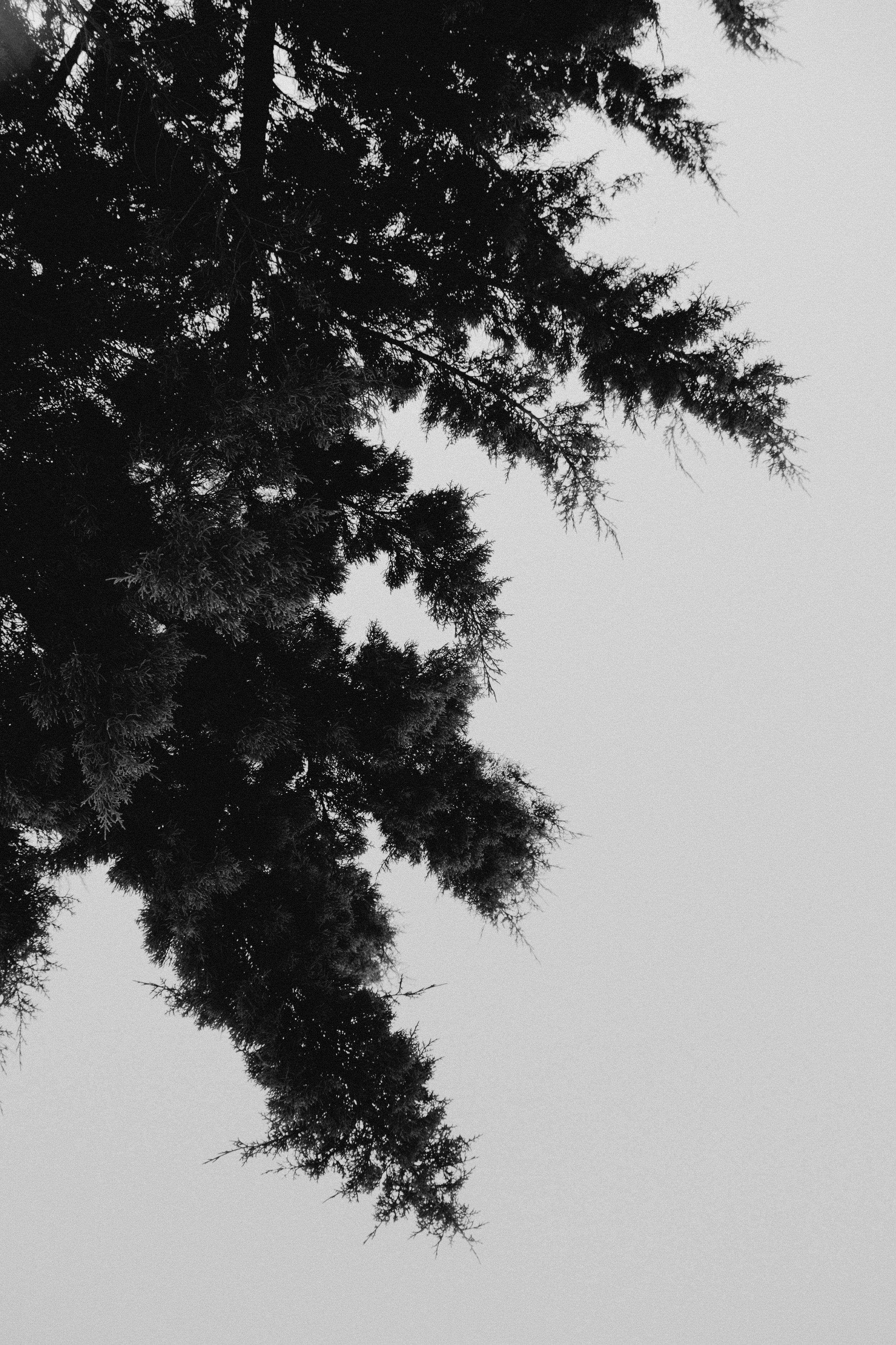 A black and white photograph of tree branches with needle-like leaves against a plain light gray sky. Shot by Jason Evans photography Bridgend