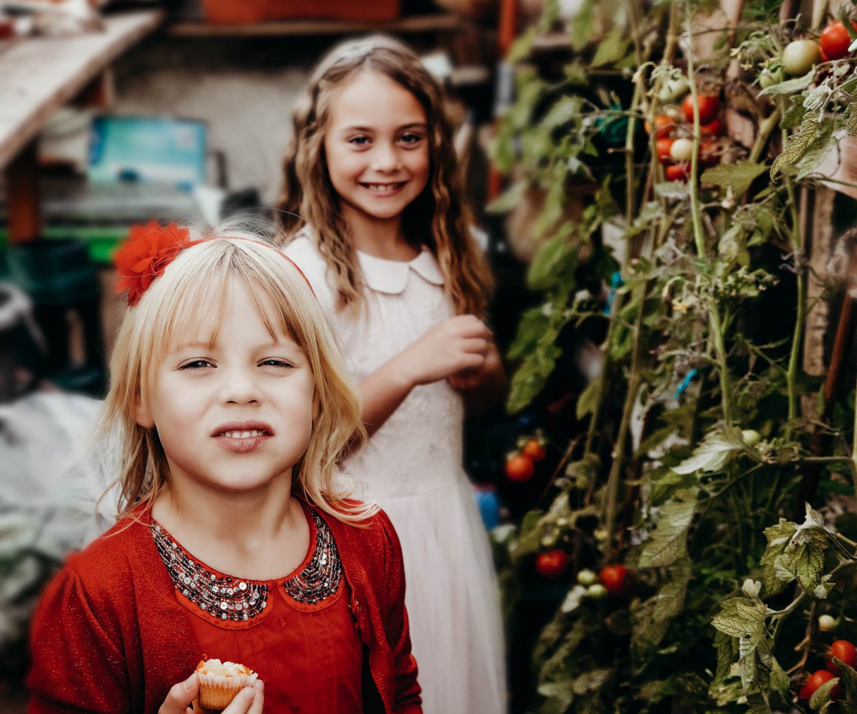 Two young girls in a greenhouse, one holding a cupcake, with tomato plants growing on a trellis in their wedding dresses in bridgend, south wales. Shot by Jason Evans photography Bridgend