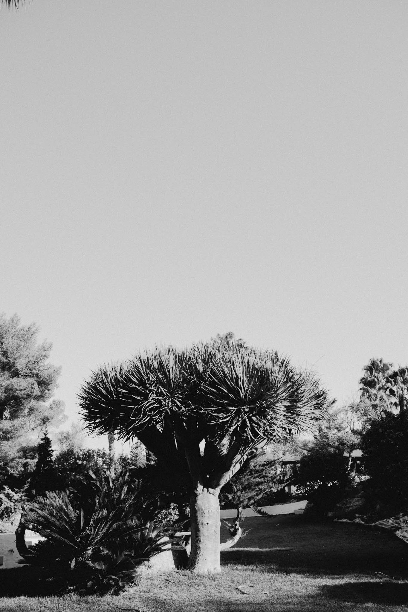 Black and white photo of a desert yucca tree in a grassy area with other trees and shrubs, clear sky in the background.