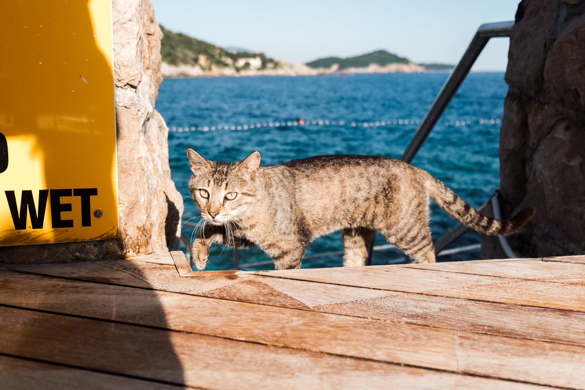 A tabby cat walks along a wooden boardwalk railing overlooking calm blue sea water, with distant rocky islands under a clear sky. Part of a yellow "WET" warning sign is visible on the left, casting a shadow on the stone wall in Croatia. 