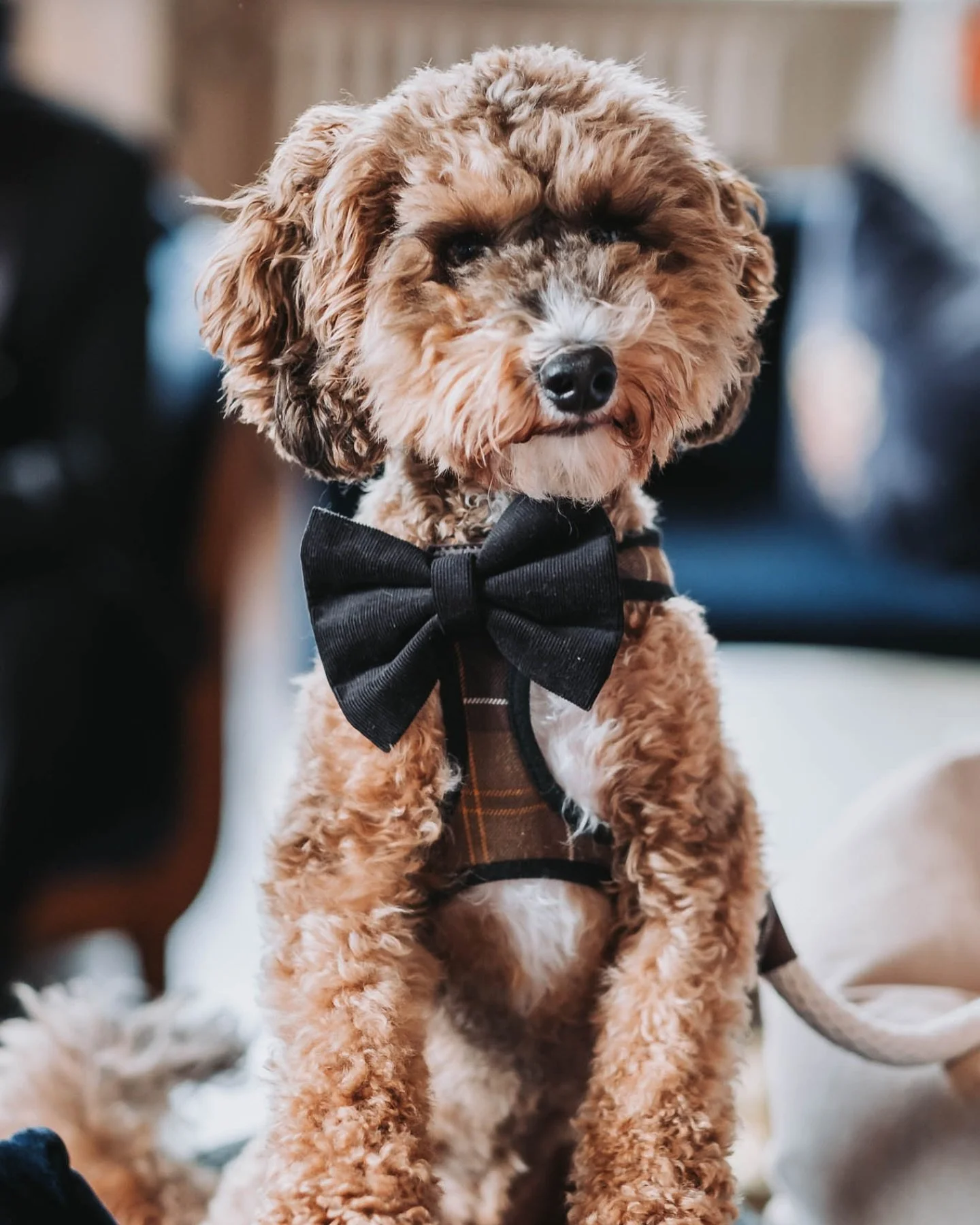 Photo of the day.

Say hello to Ted!