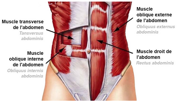 abdos-anatomie.png