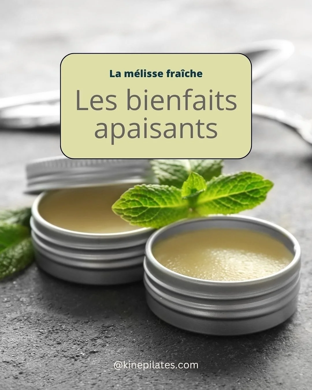 🍂 La m&eacute;lisse fra&icirc;che : un alli&eacute; pr&eacute;cieux quand l&rsquo;automne nous bouscule 💛

Quand les journ&eacute;es raccourcissent et que l&rsquo;&eacute;nergie baisse, la m&eacute;lisse fra&icirc;che devient une compagne id&eacute