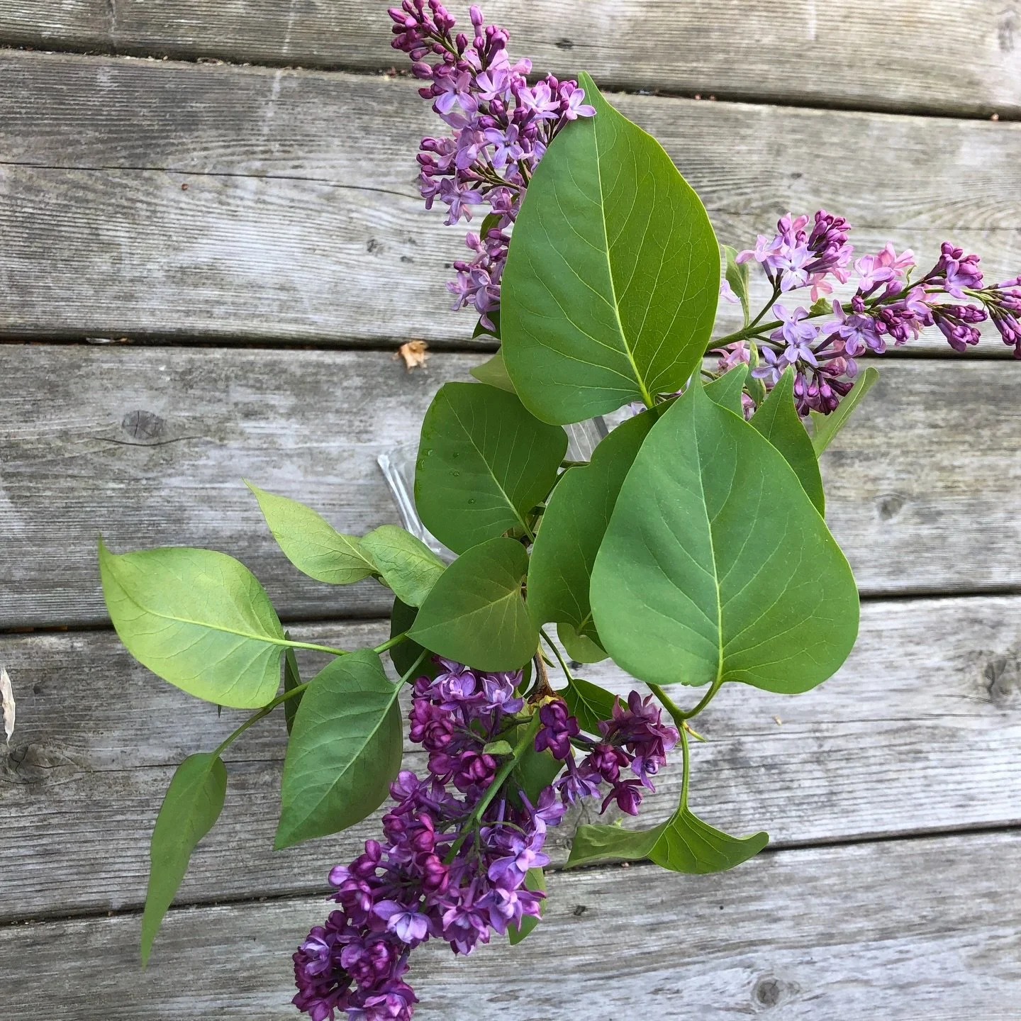 🌱Le printemps ne revient pas seulement dehors.
Il revient aussi en nous.

Apr&egrave;s les mois de froid, de fatigue, de repli, quelque chose recommence &agrave; respirer.

🧘🏾 Le corps r&eacute;clame plus d&rsquo;espace.
Le c&oelig;ur veut plus d&