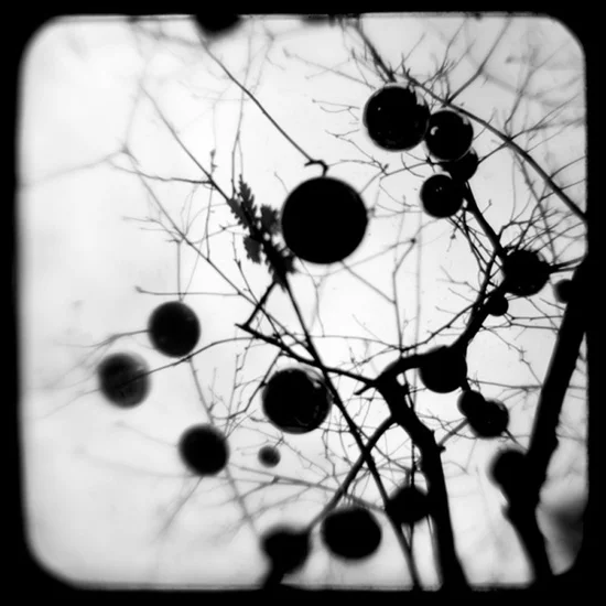 Rittenhouse Square Tree Spheres.jpg