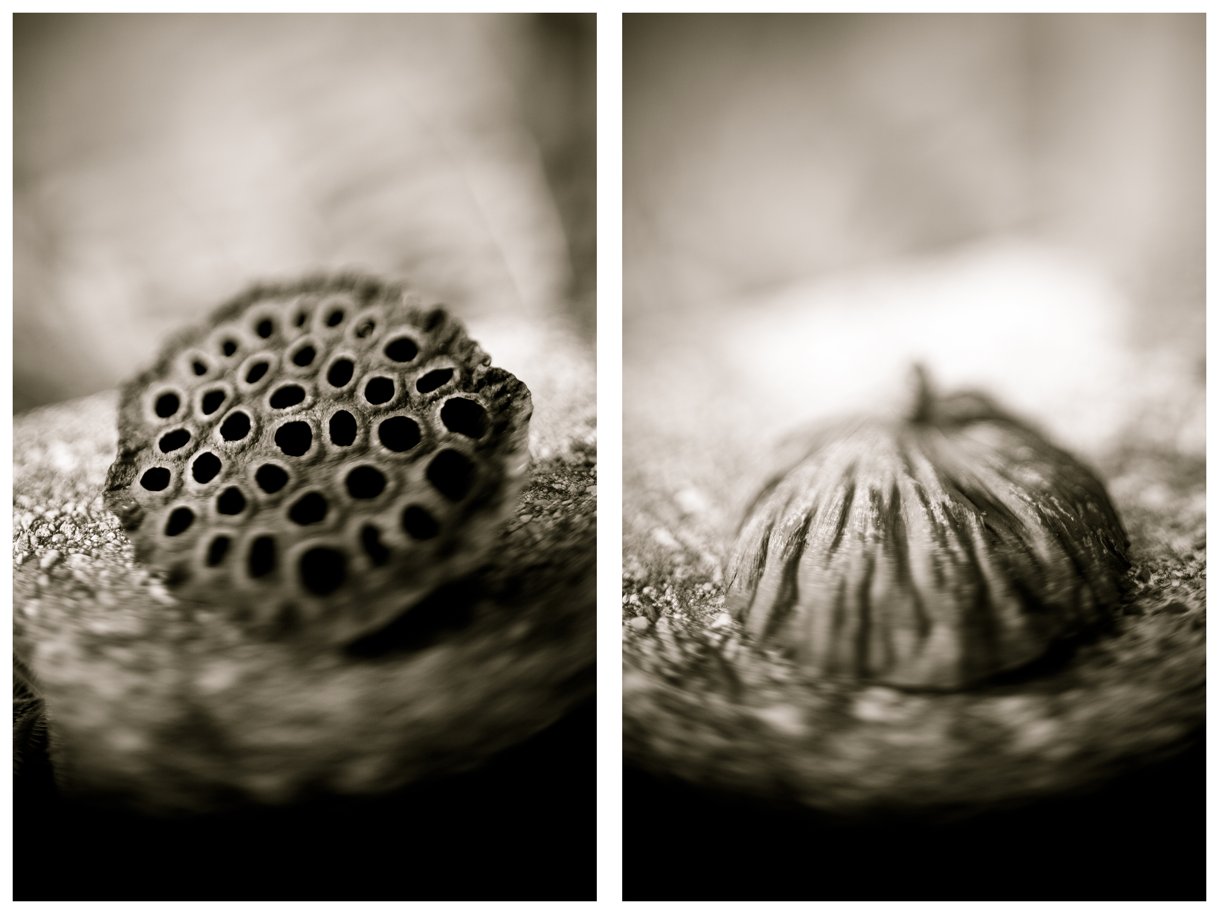 Lotus Pod Diptych.jpg