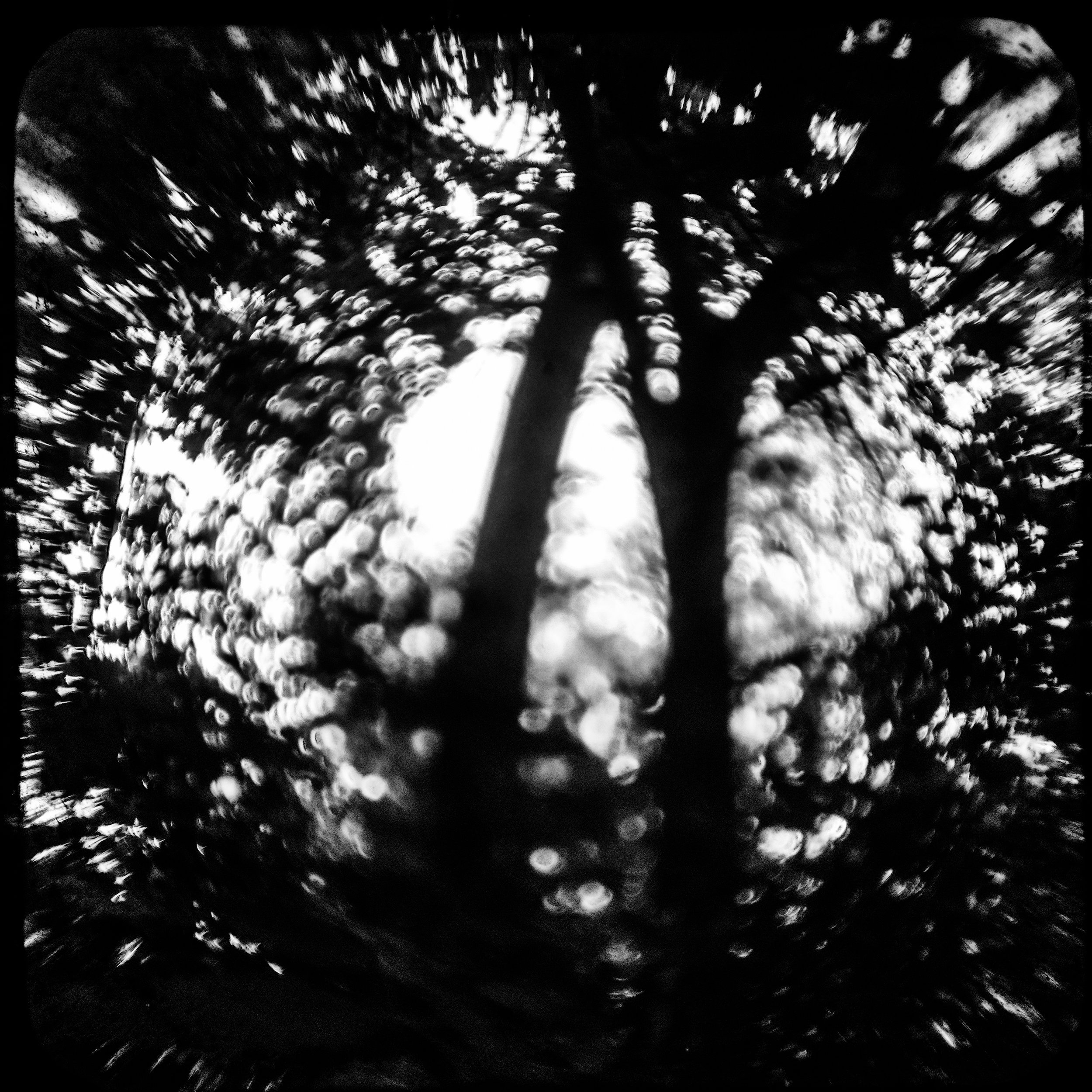Light balls in trees-53119 #2.jpg