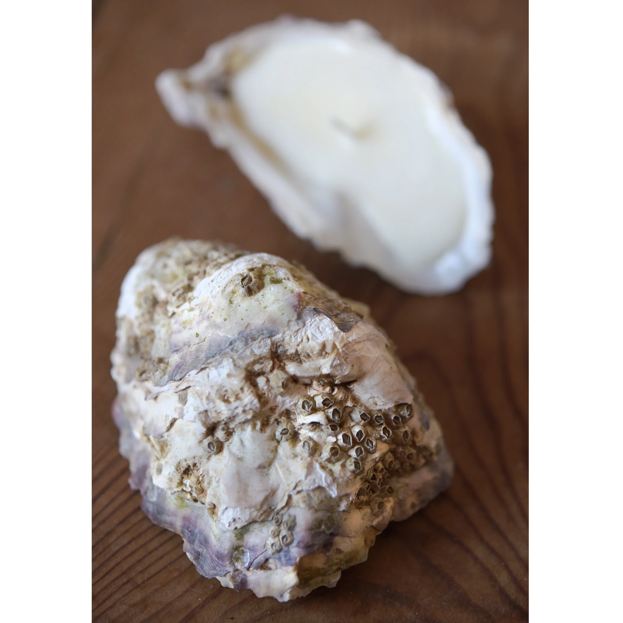 oyster1.jpg