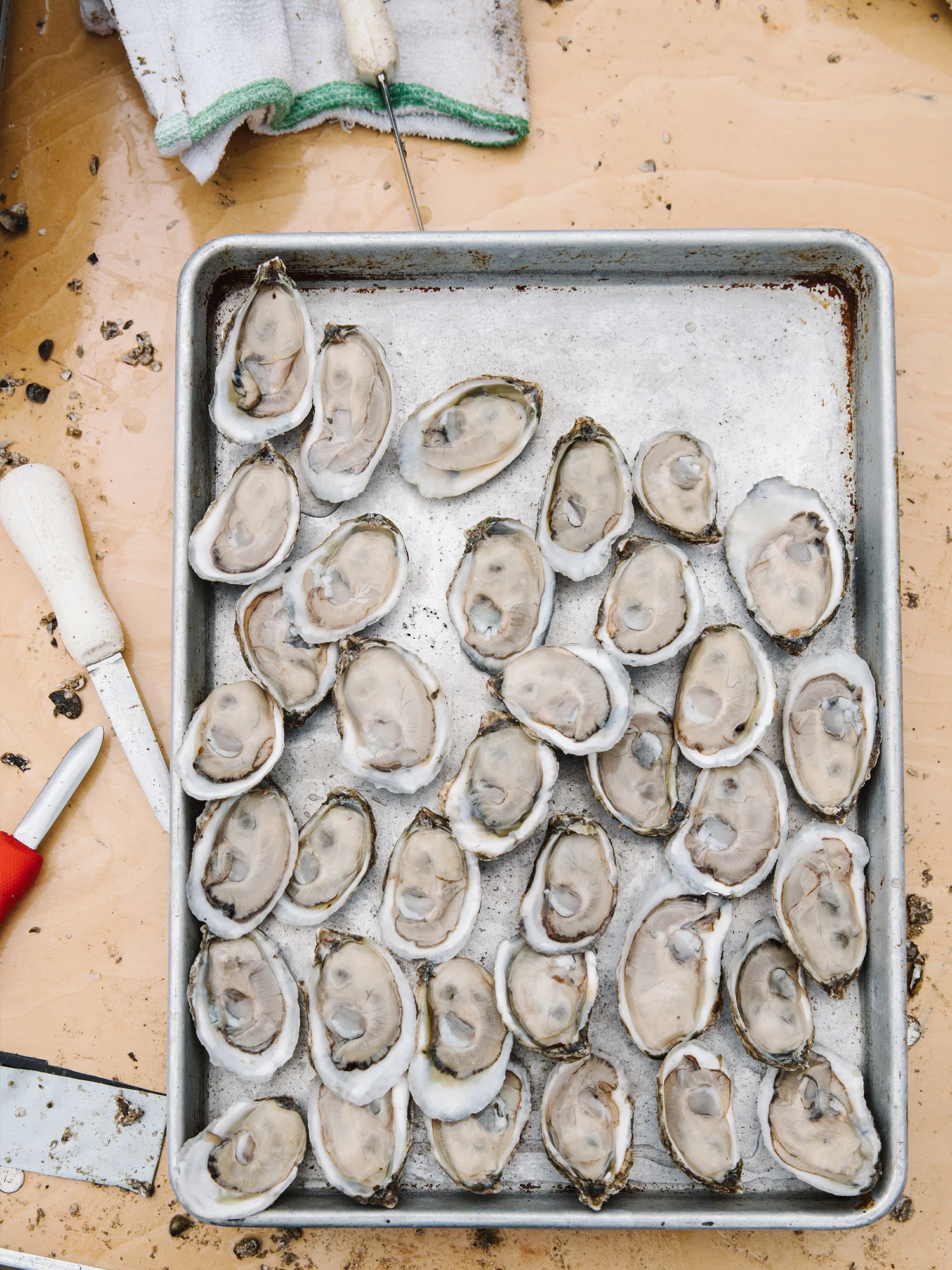 oyster.jpg