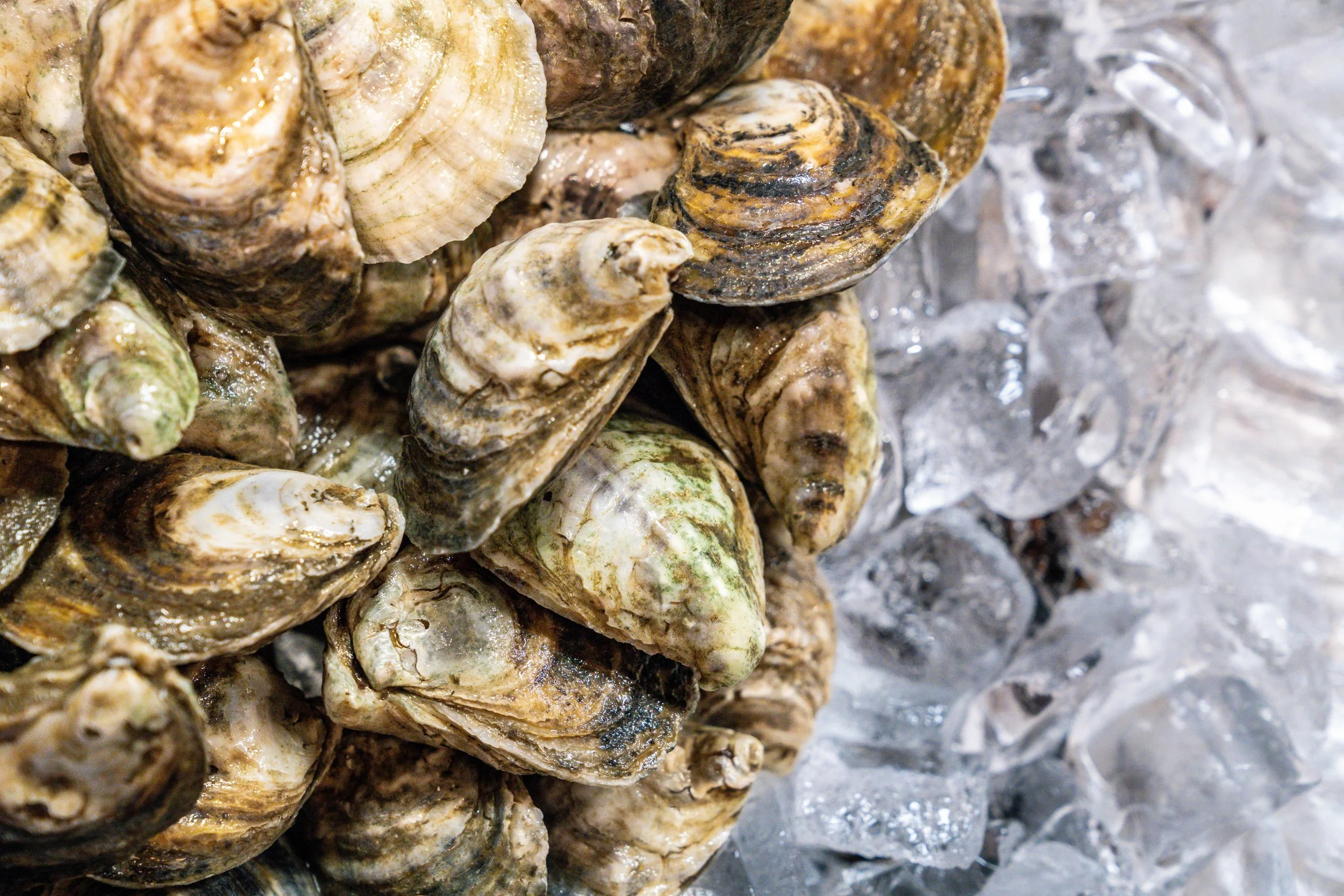 SV Images Common Thread-31.jpeg