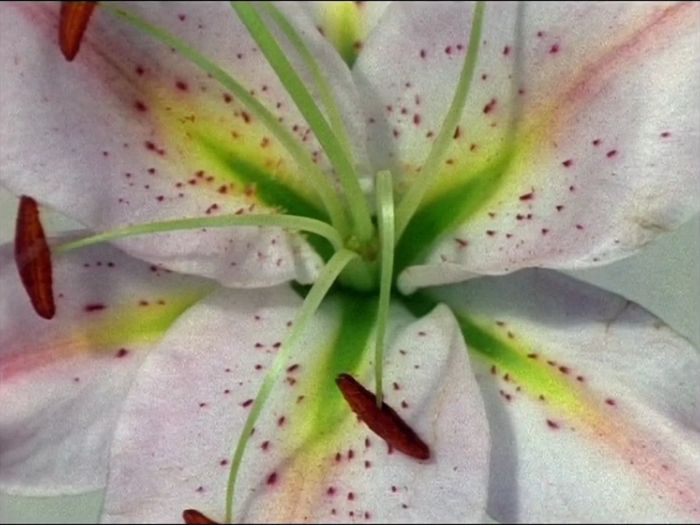  John Smith &amp; Ian Bourn /  The Kiss , 5 mins, 16mm shown as video, colour, sound, 1999 
