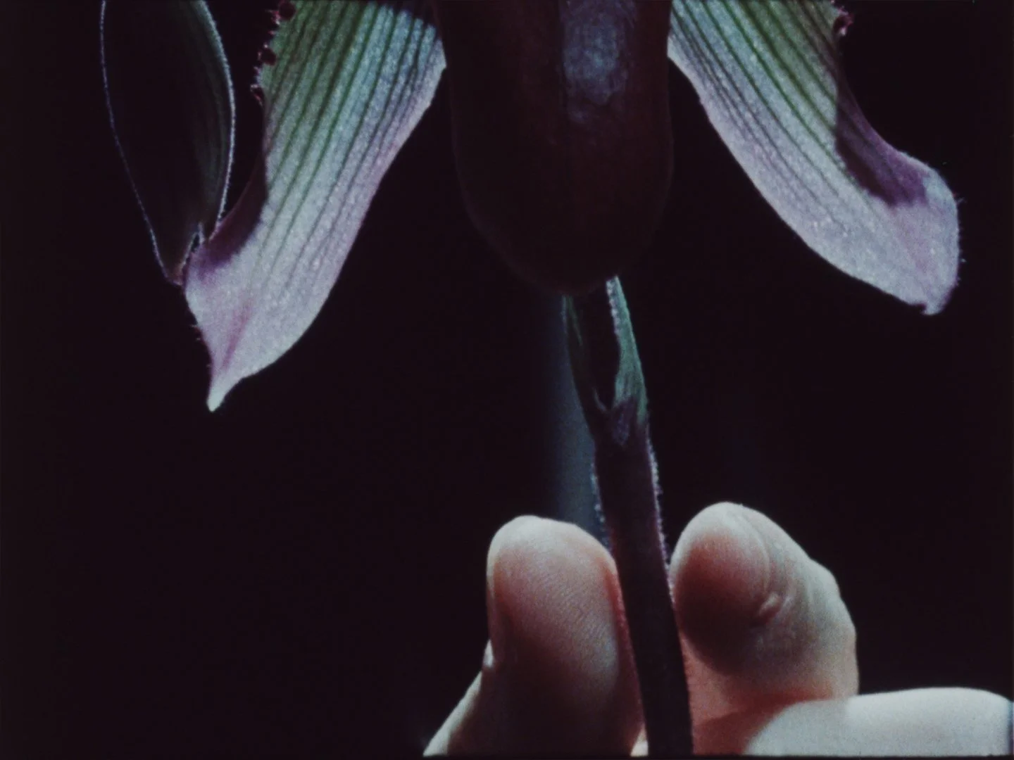  Matthew Berka /  Body, Remember...,  16 min, 16mm shown as video, colour, sound, 2025 
