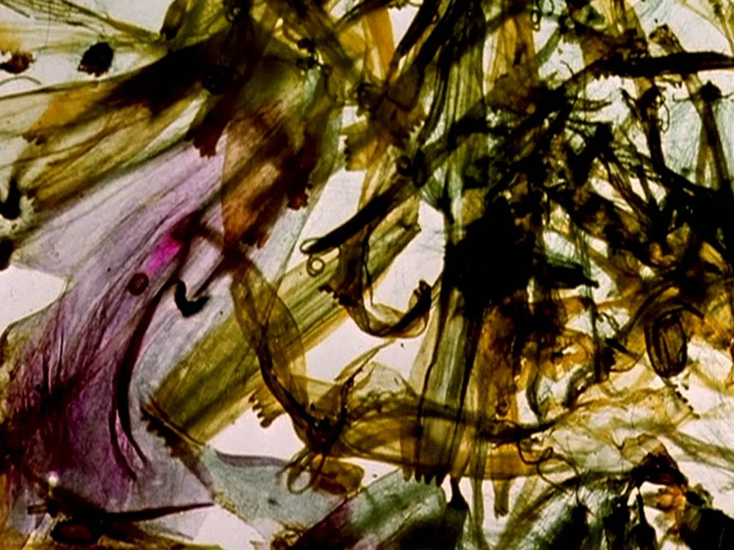  Stan Brakhage /  The Garden of Earthly Delights , 2 min, 16mm, colour, silent, 1981 