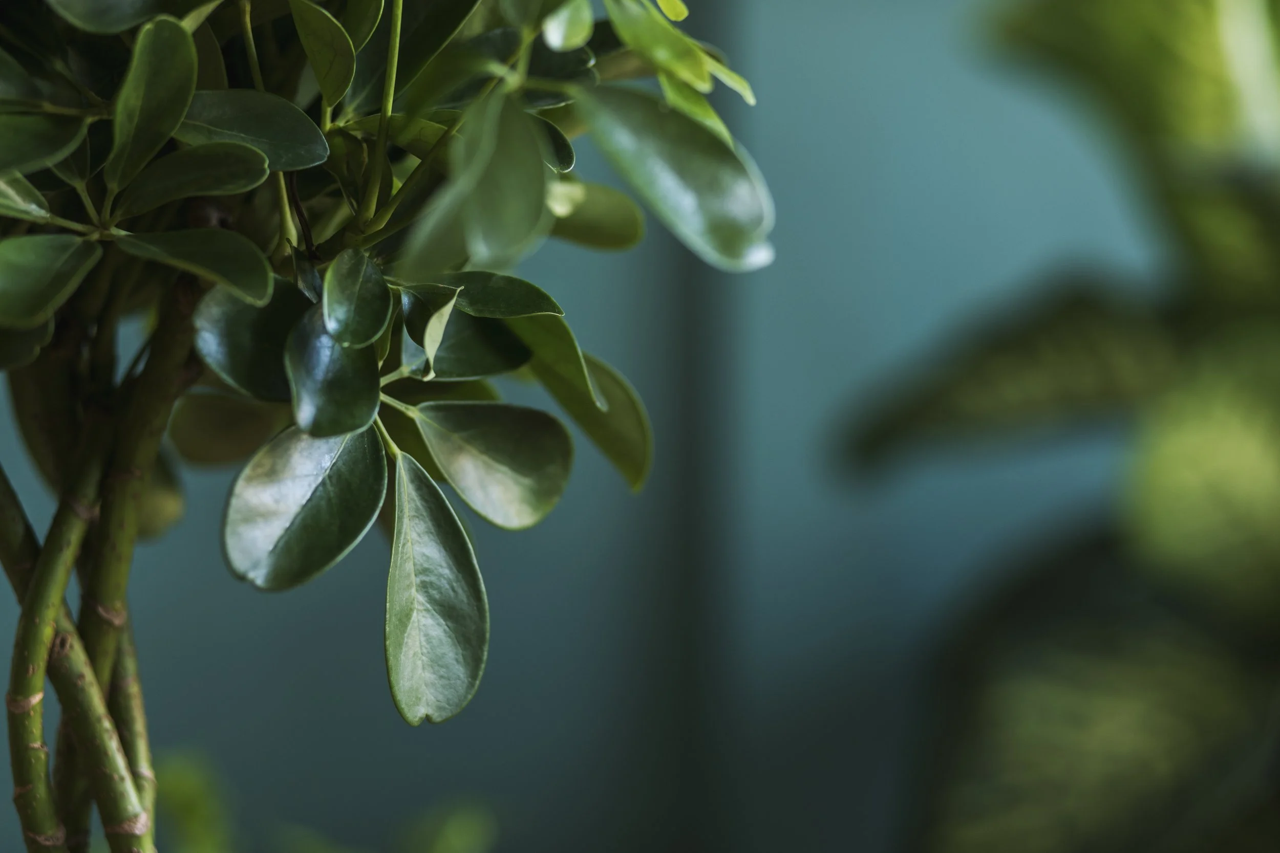Growing a Money Tree