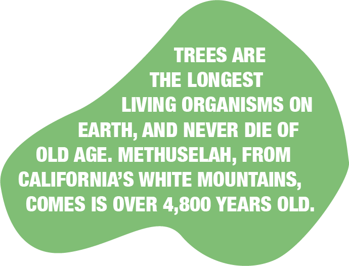 FUN FACT.png