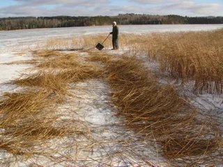Photo No. 7, Cutting bulrushes w/snow shovel