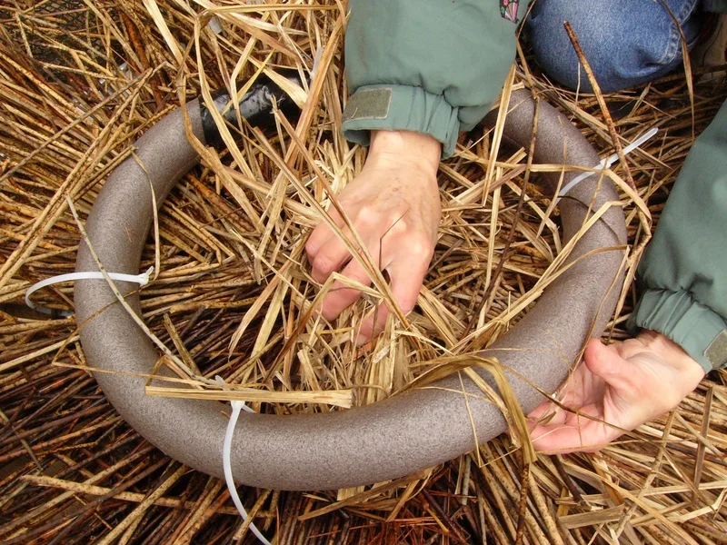 Sedge grass under nest ring