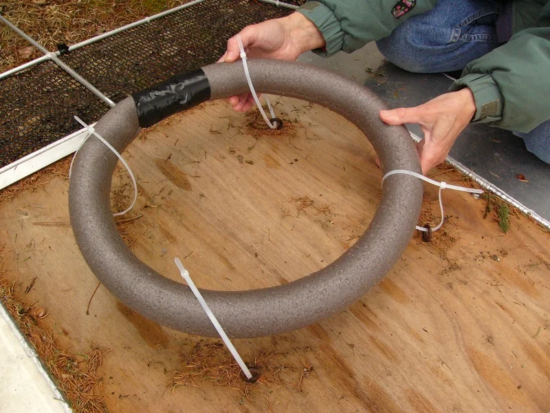 Nest ring elevated for bulrush insertion 