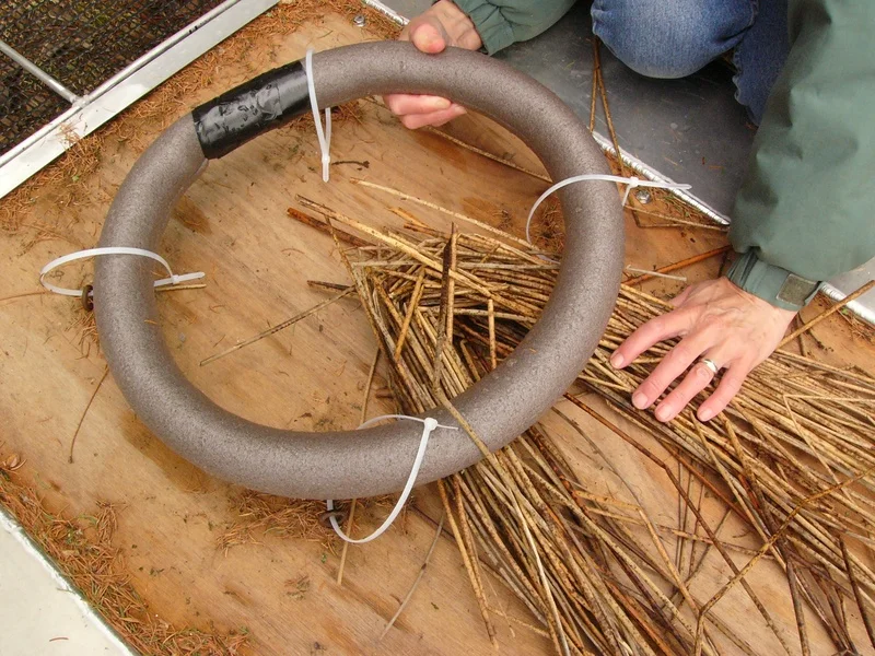 Bulrushes under nest ring (1)