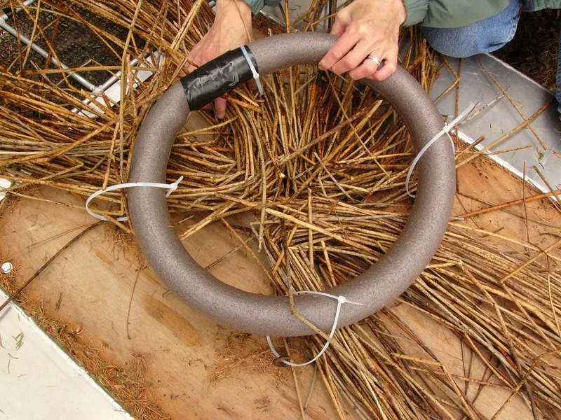 Bulrushes under nest ring (2)