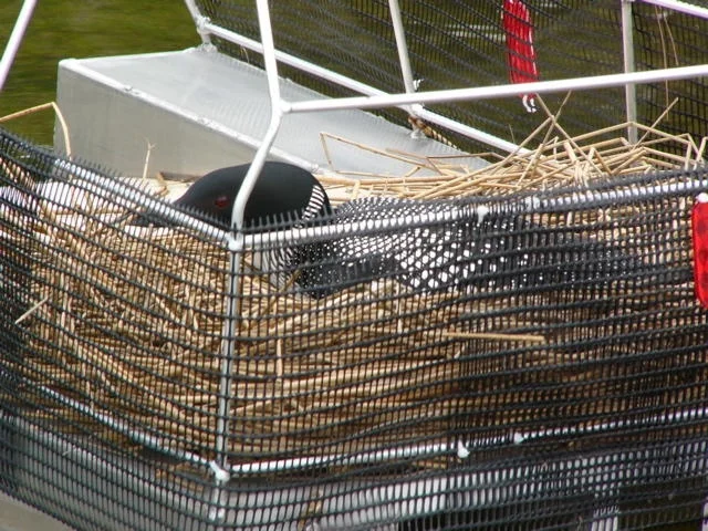 First year screen phase