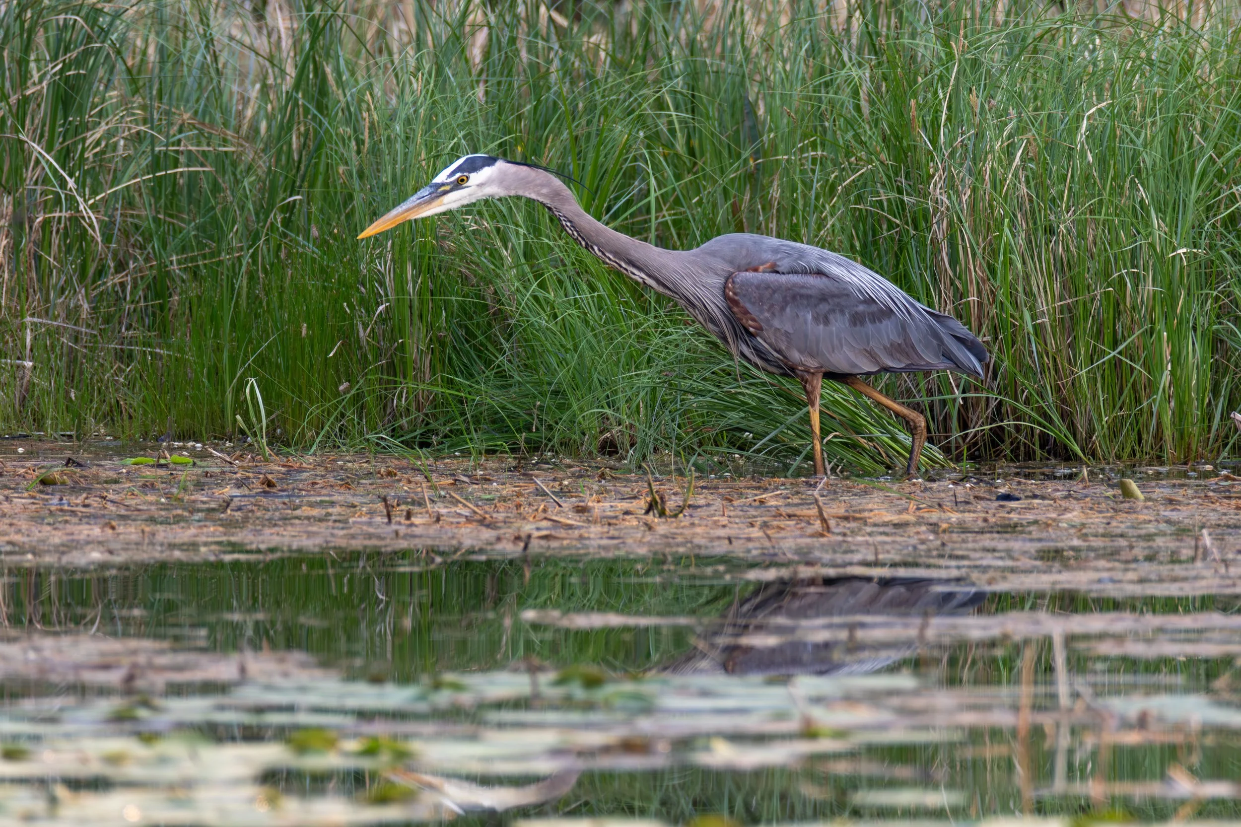 684A7166-Enhanced-NR.jpg