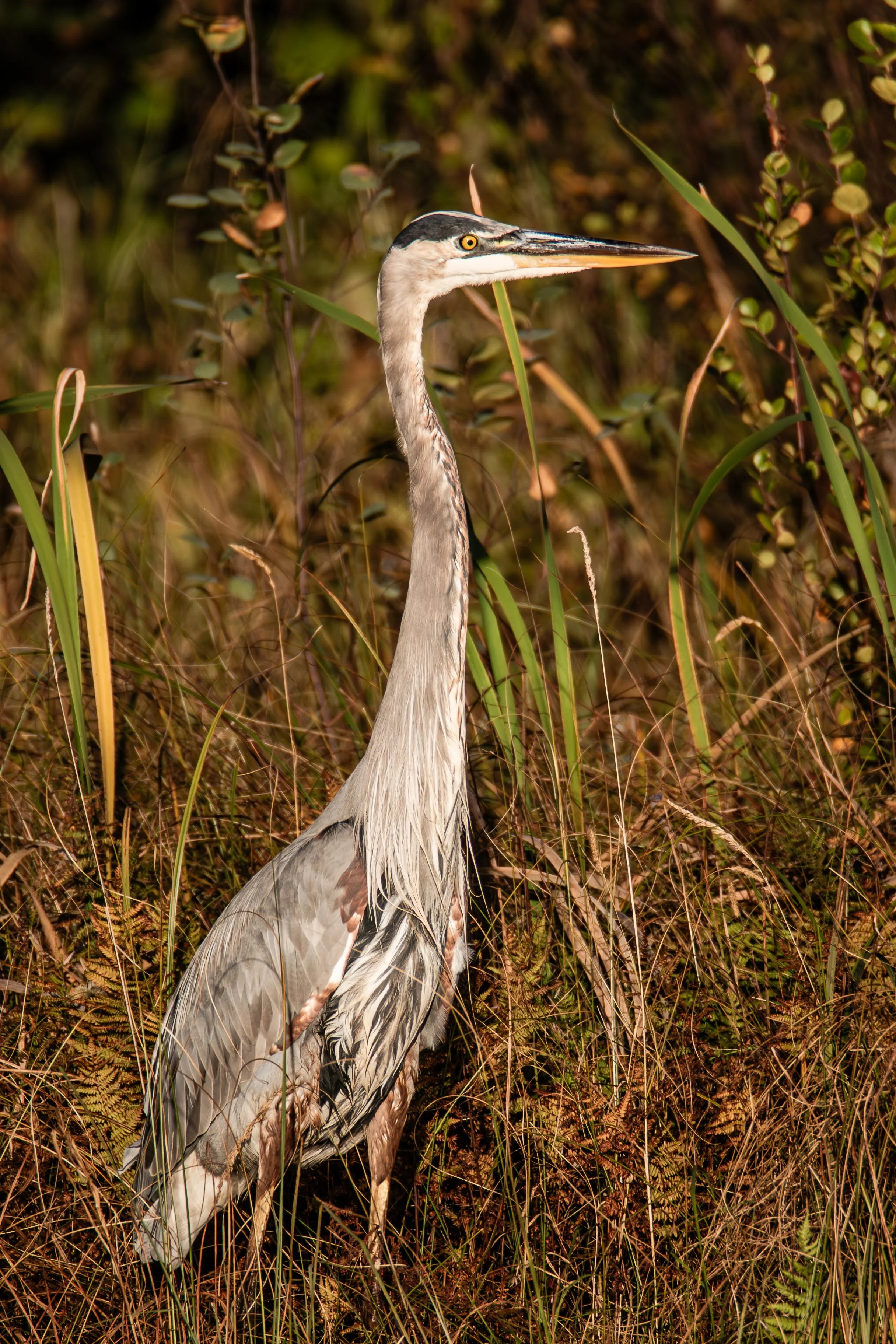 684A1504-Enhanced-NR.jpg