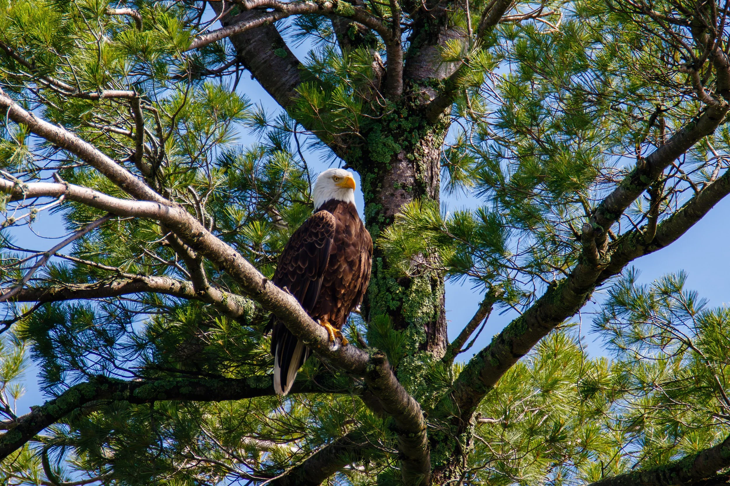 684A2078-Enhanced-NR.jpg