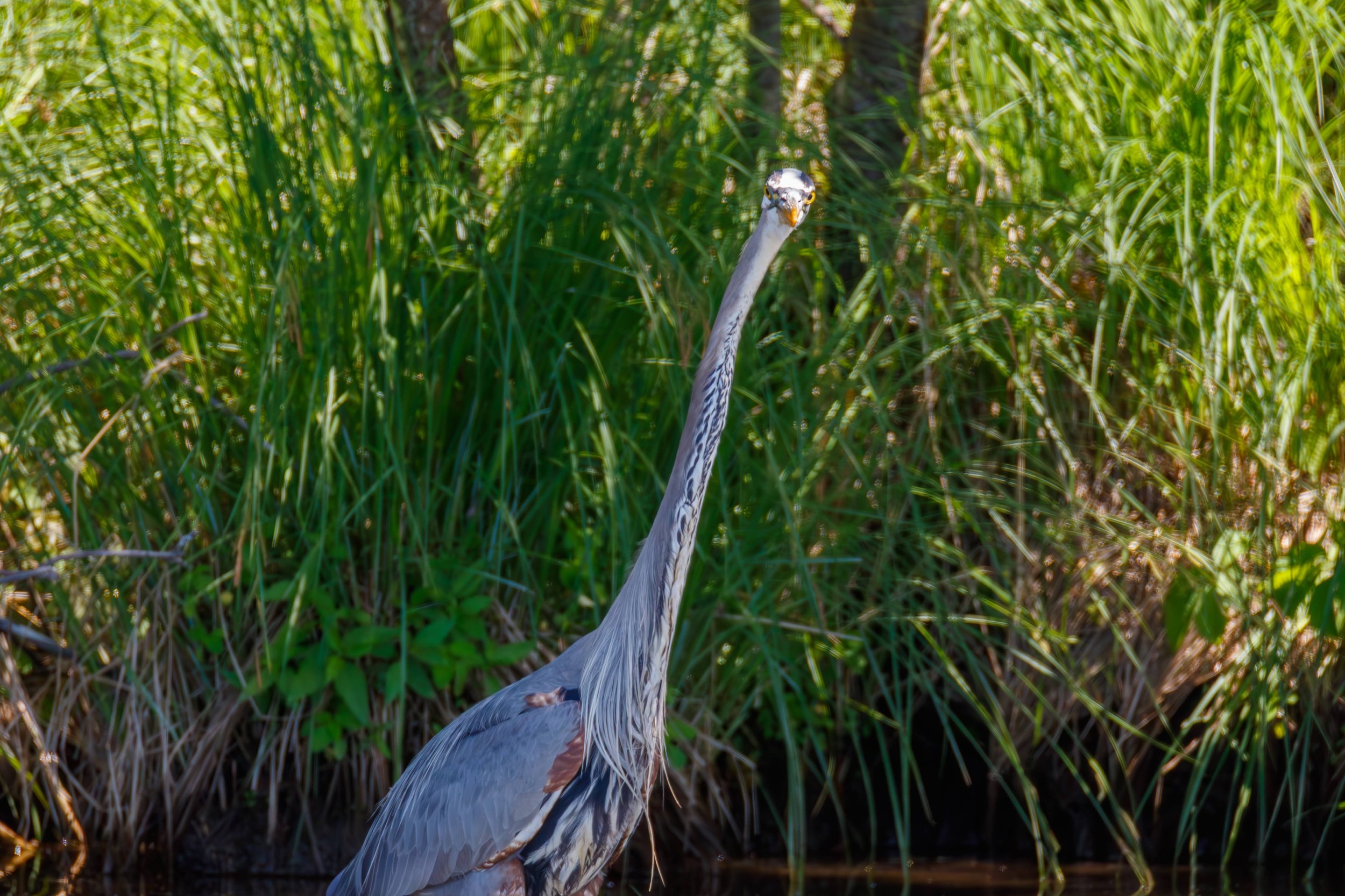 684A5181-Enhanced-NR.jpg