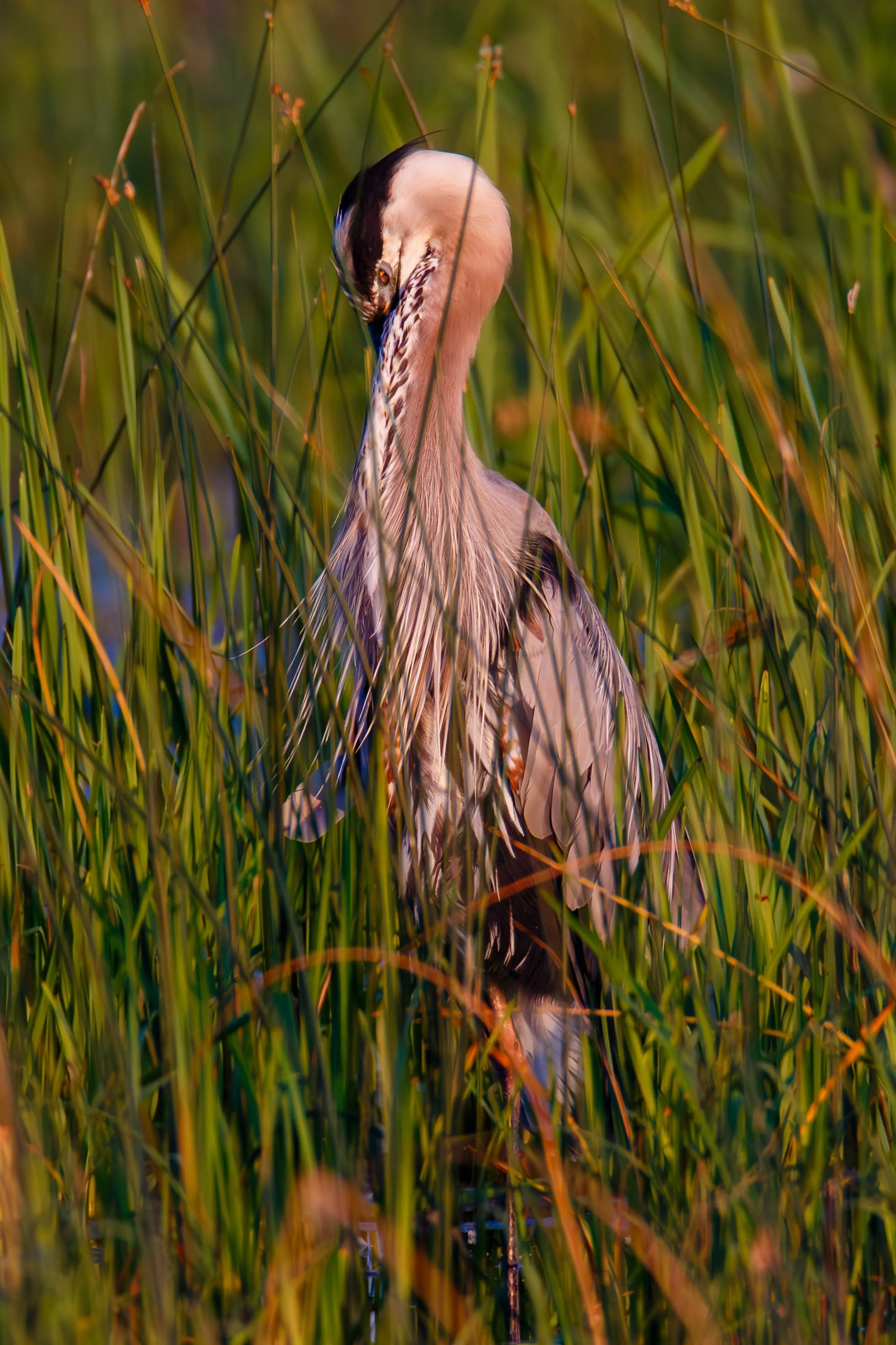 684A0022-Enhanced-NR.jpg