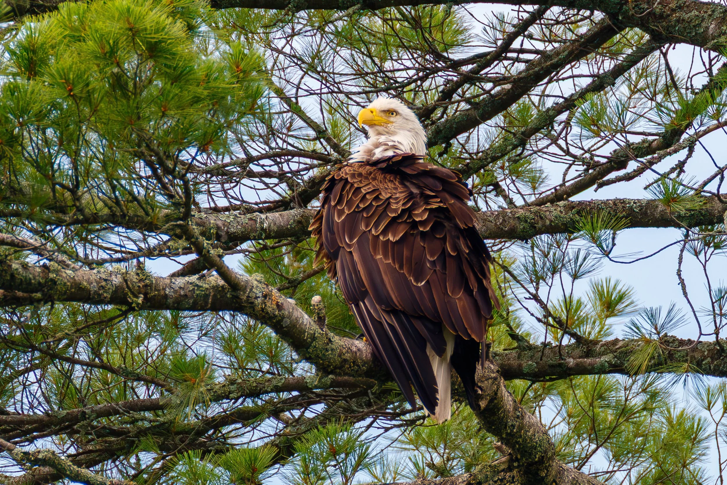 684A2012-Enhanced-NR.jpg