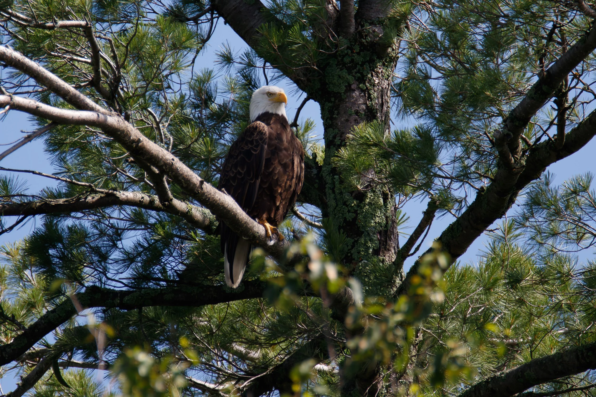 684A2085-Enhanced-NR.jpg