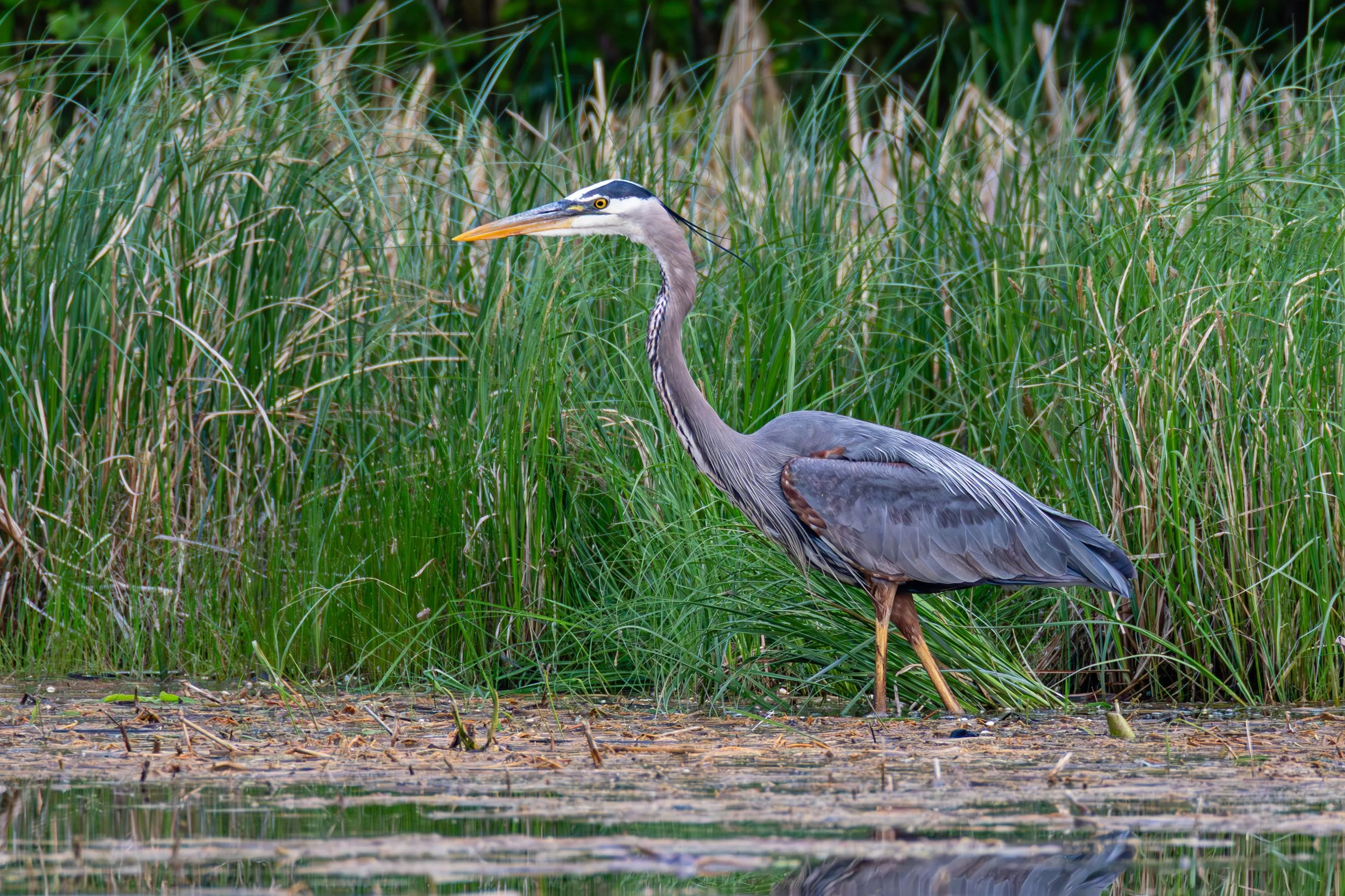 684A7151-Enhanced-NR.jpg