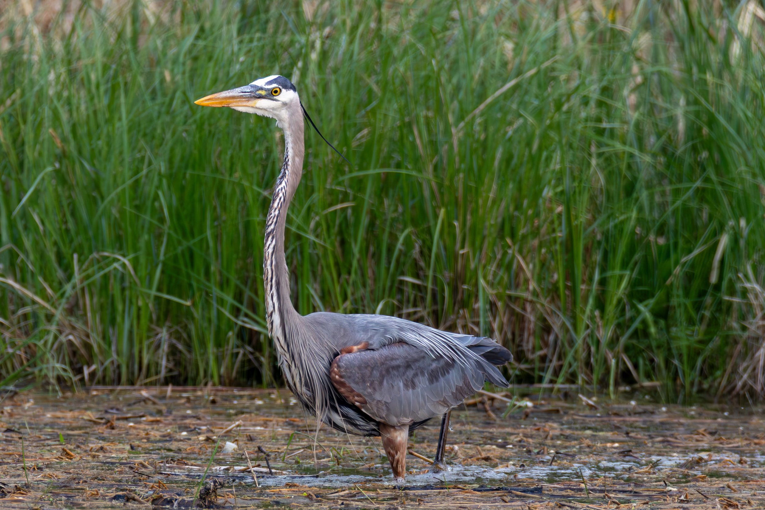 684A7181-Enhanced-NR.jpg