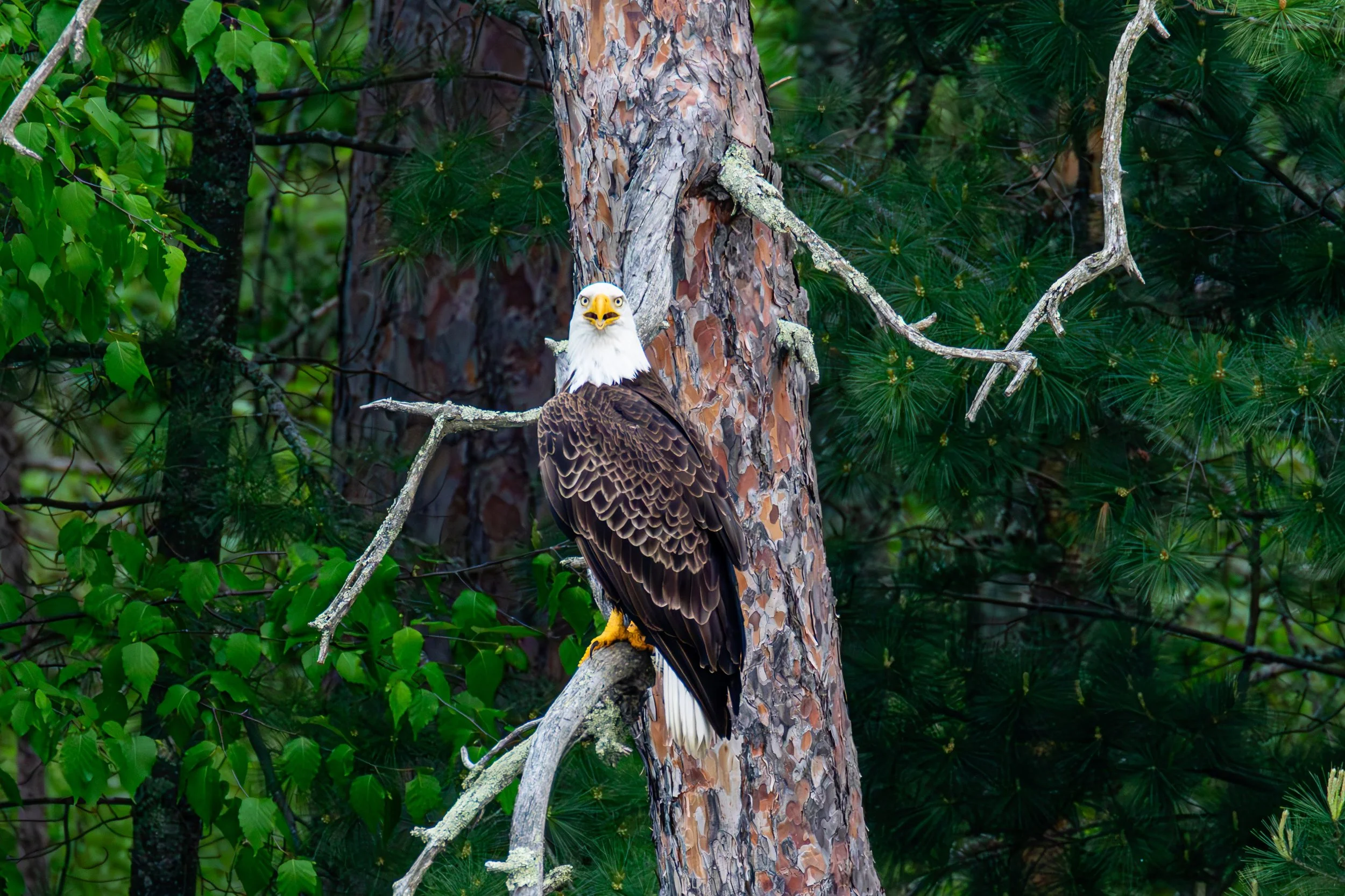 684A7245-Enhanced-NR.jpg