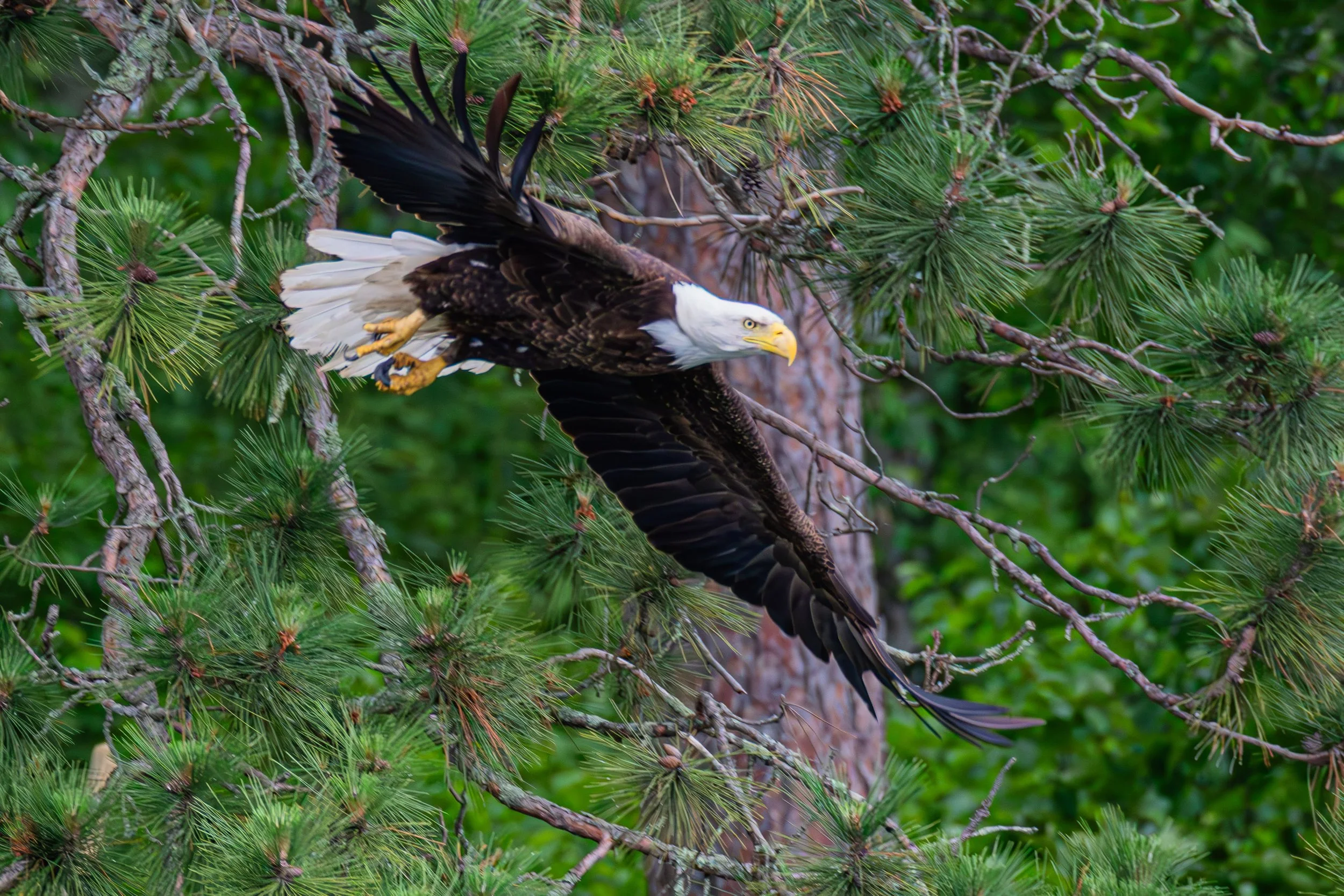 684A7676-Enhanced-NR.jpg