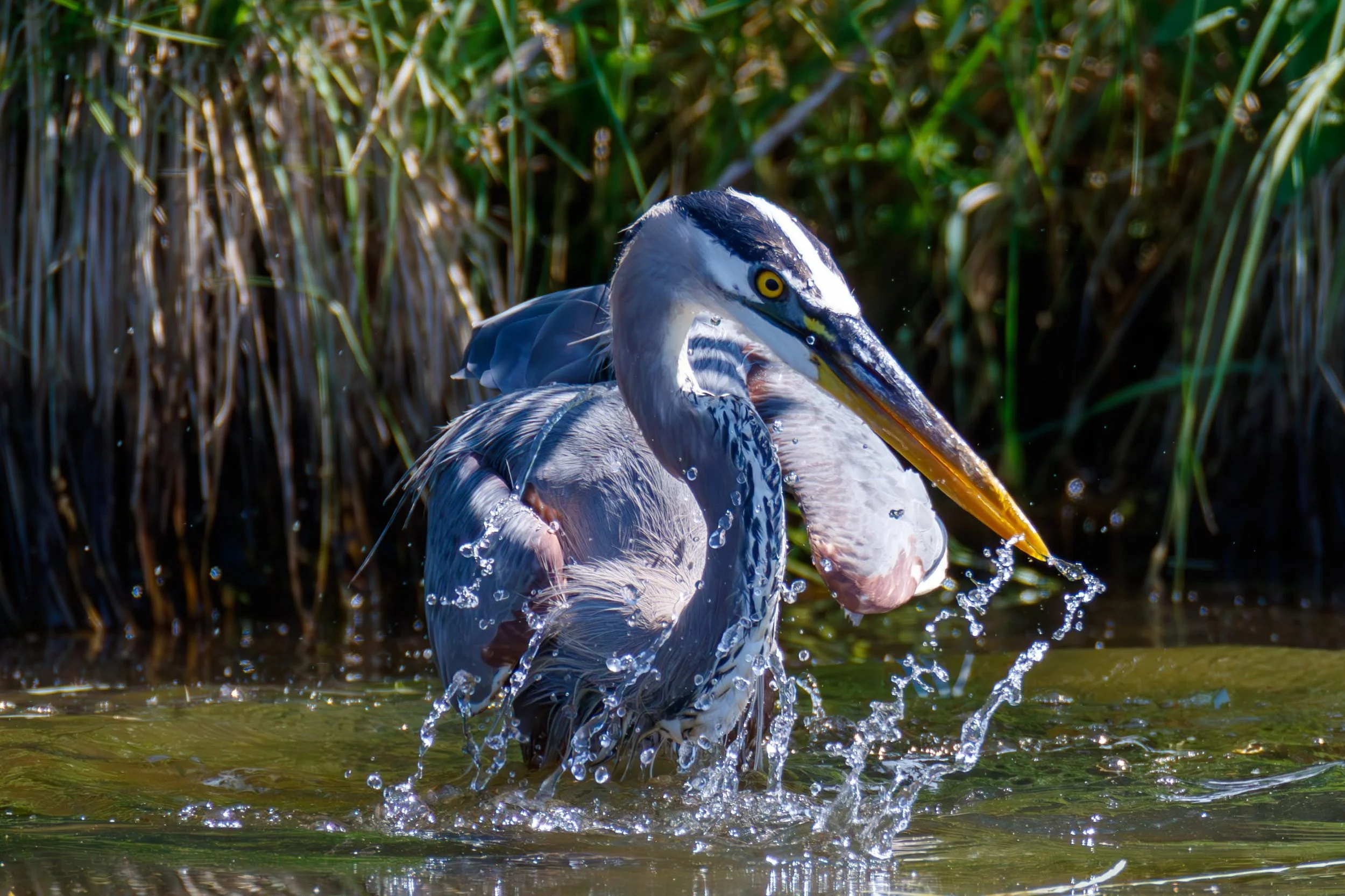 684A5088-Enhanced-NR.jpg